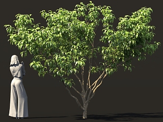 Peach Tree Fruit Tree Orchard Green Plant Farm Bird's Eye View Tree New Countryside Construction 3d model