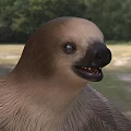 two-toed sloth two-toed sloth biological animal 3d model