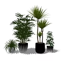 Various Green Potted Bonsai Plants With Different Leaf Shapes And Decorative Pots