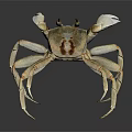 Light Brown Crab With White Claws And Long Legs On Dark Reflective Background