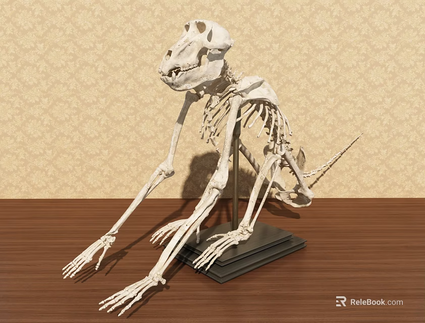 Public Educational Facility Displaying Animal Skeleton on Wooden Table 3d model 