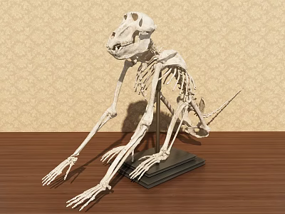 Public Educational Facility Displaying Animal Skeleton on Wooden Table 3d model