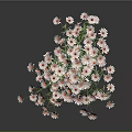 Beautiful Fresh Daisies With White Petals And Orange Centers On Dark Background