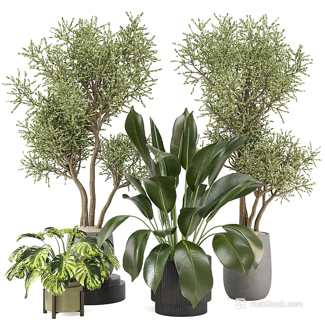 Bonsai and Potted Plants with Lush Green Foliage and Various Decorative Pots 3d model 