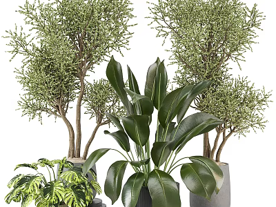 Bonsai and Potted Plants with Lush Green Foliage and Various Decorative Pots 3d model