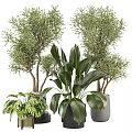Bonsai and Potted Plants with Lush Green Foliage and Various Decorative Pots