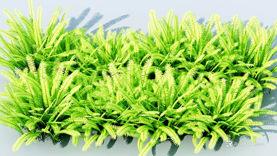 Vibrant Green Plants With Lush Feathery Leaves In Outdoor Garden 3d model 