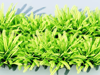 Vibrant Green Plants With Lush Feathery Leaves In Outdoor Garden 3d model