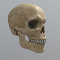 Detailed Handcrafted Human Skull Sculpture With Realistic Facial Features And Texture