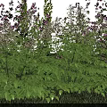 Vibrant Purple and Pink Garden Flowers With Lush Green Leaves and Blooms