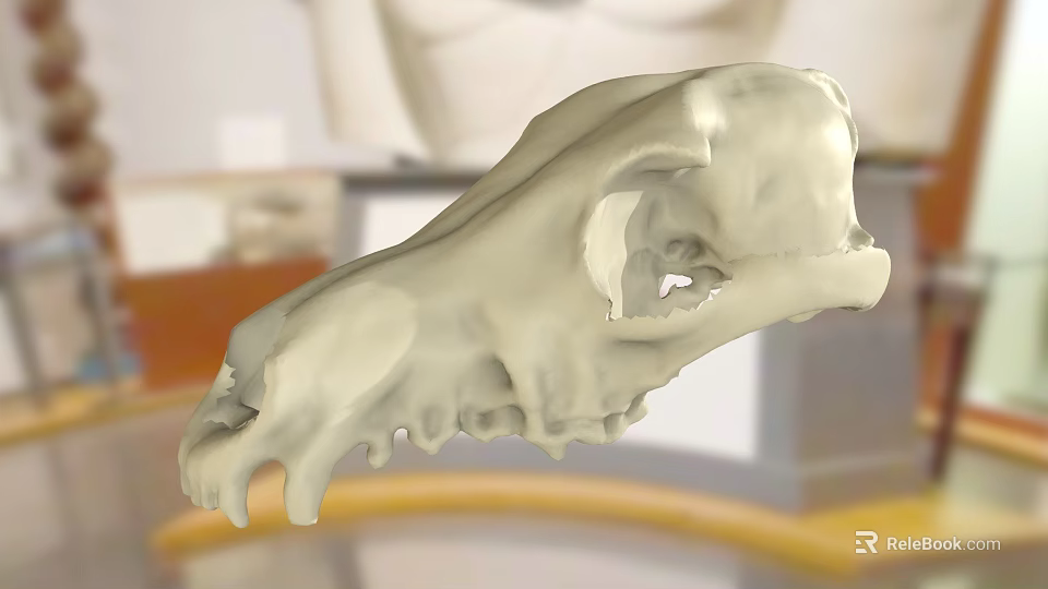 Highly Detailed Animal Skull Model Display In Scientific Research Setting 3d model 