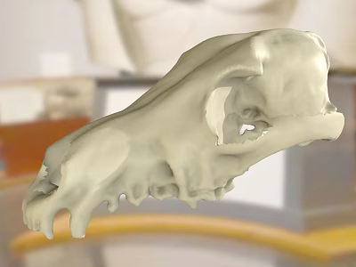 Highly Detailed Animal Skull Model Display In Scientific Research Setting 3d model