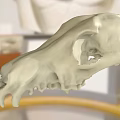 Highly Detailed Animal Skull Model Display In Scientific Research Setting