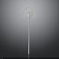 Single White Dandelion Plant With Slender Stem Isolated On Gray Background