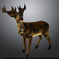 Brown Deer With Large Antlers Standing In Full Body Natural View