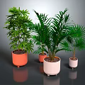 Indoor Green Plants In Colorful Pots With Lush Leaves And Different Varieties