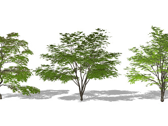 Modern Tree Landscape Shrub Residential Area Landscape Tree 3d model