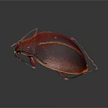 Red Glossy Beetle With Oval Body And Yellow Stripe On Dark Background