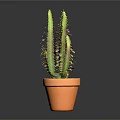 Green Cactus Plant in Orange Terracotta Pot Against Dark Background