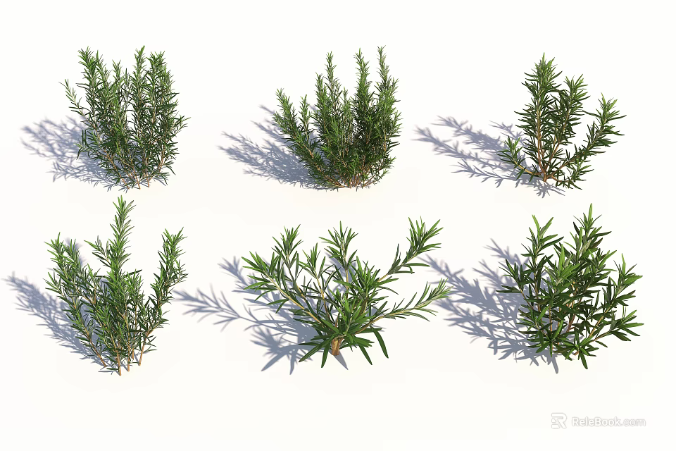 Fresh Green Rosemary Plants In Various Natural Growth Forms For Garden Decoration 3d model 
