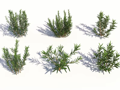 Fresh Green Rosemary Plants In Various Natural Growth Forms For Garden Decoration 3d model