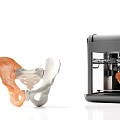 modern pelvic bone pelvic bone printing 3d model