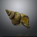 Conch Shell With Spiral Shape And Yellow White Texture On Gray Background 3d model