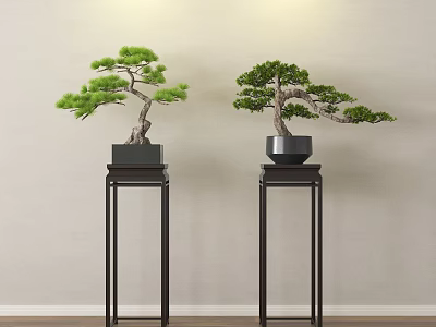 Elegant Bonsai Trees on Black Stands Against Light Colored Wall with Wooden Floor 3d model