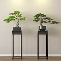 Elegant Bonsai Trees on Black Stands Against Light Colored Wall with Wooden Floor