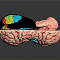 3D Anatomical Brain Model Medical Device with Detailed Structure for Medical Education and Research