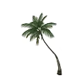Tropical Palm Tree With Curved Trunk And Lush Green Fronds