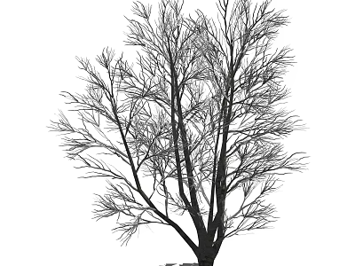 Tall Deciduous Tree With Bare Branches And Thick Trunk Structure 3d model