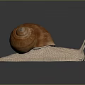 Pinkish Spotted Snail With Spiral Shell And Textured Body On Dark Reflective Surface