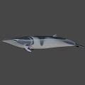 3D Rendered Whale With Dark And White Color On Gray Background