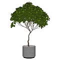 Bonsai Plant With Lush Green Leaves Slender Tree Trunk And Metal Pot For Indoor Decor