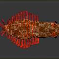 Vibrant Red Crustacean Creature Features Curved Body Shiny Exoskeleton And Black Eyes Antennae