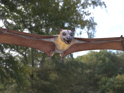 Grey-headed flying fox bat animal model