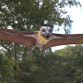 Flying Bat With Spread Wings Soaring Through Green Forest Canopy 3d model