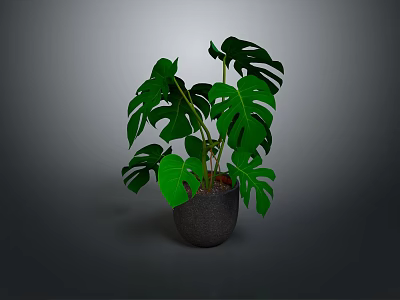 Monstera Plant With Large Green Split Leaves In Gray Pot For Indoor Decoration 3d model