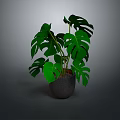 Monstera Plant With Large Green Split Leaves In Gray Pot For Indoor Decoration