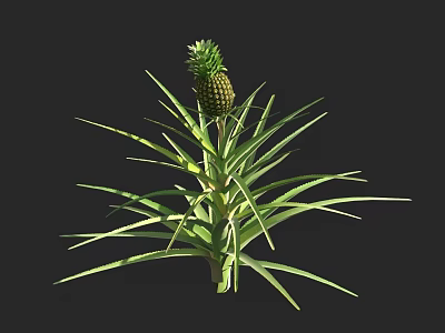 Vibrant Healthy Pineapple Plant With Green Leaves And Ripe Fruit 3d model