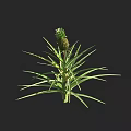 Vibrant Healthy Pineapple Plant With Green Leaves And Ripe Fruit