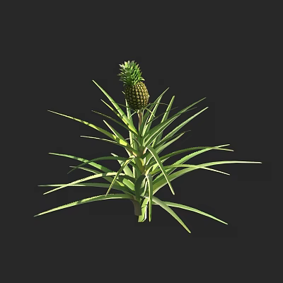 Vibrant Healthy Pineapple Plant With Green Leaves And Ripe Fruit 3d model