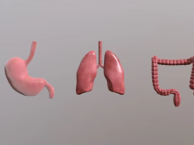 3D Rendering of Human Thoracic Organs Lungs with Stomach and Intestines Anatomical Structure 3d model