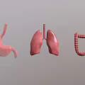 3D Rendering of Human Thoracic Organs Lungs with Stomach and Intestines Anatomical Structure
