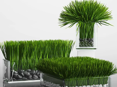 Bonsai Potted Plants With Green Grass Like Foliage In Transparent Containers And Small Stones 3d model