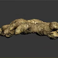 Fresh Organic Ginger Roots With Natural Brown Texture And Raw Appearance