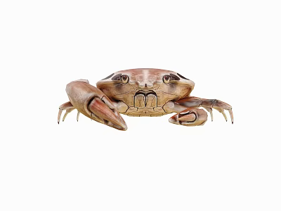 Brown Aquatic Crab With Large Claws Prominent Eyes And Detailed Shell Structure 3d model