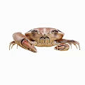 Brown Aquatic Crab With Large Claws Prominent Eyes And Detailed Shell Structure