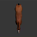 Red Horse with White Face and Legs Standing on Dark Background